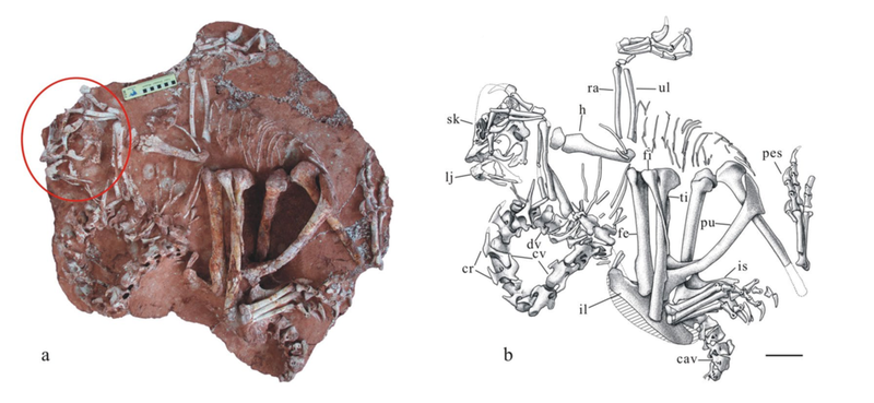 Image: Junchang Lü et al., 2017